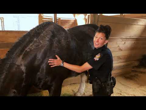 Tour the VPD Mounted Unit