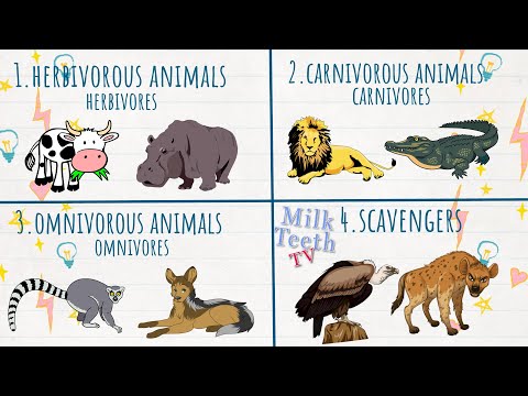 omnivores-animals-images Mp4 3GP Video & Mp3 Download unlimited Videos Download omnivores-animals-images Mp4 3GP Video & Mp3 Download unlimited Videos Download