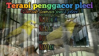 Download lagu Terapi penggacor pleci - untuk semua jenis pleci mp3