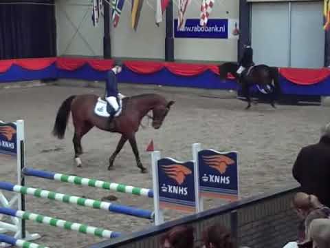 Quasimodo Z (Quidam de Revel x Carthago x Libero H) NRPS Hengstenshow 2011
