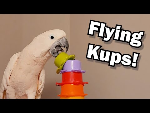 Max Says the Kups Must Fly!