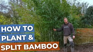 How to separate/split BAMBOO plant for transplanting/replant and stop BAMBOO spreading!