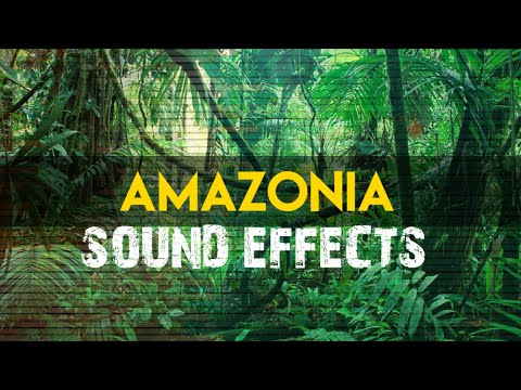 Amazonia Jungle Ambience - Birds and other Animal Sound effects | No Copyright