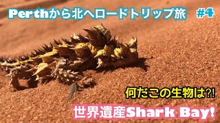 オーストラリアの国立公園でキャンプしたら見たことない生物に出会った！