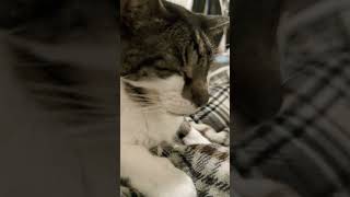 同じメニューのご飯が不満だと訴えに来る元噛みつき猫