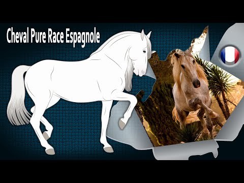 Cheval Pure Race Espagnole, des chevaux très élégants, aux allures relevées, Races de chevaux