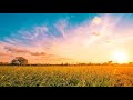 Chris Haugen Ibiza Dream