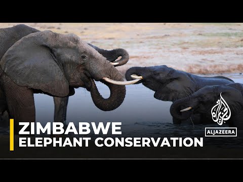 Zimbabwe elephant tracking: Keeping elephants in protected areas