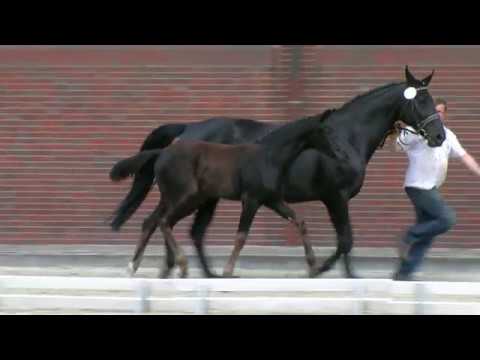 Stf v For Romance I x Royal Diamond x Sandro Hit 2018