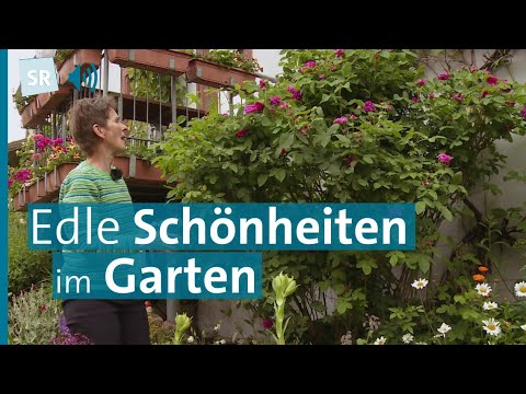 Wunderbare Rosengärten im Saarland  I Saar Natur