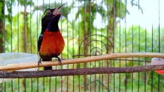 Download lagu Suara burung konin gacor memanggil lawan semua jenis Kolibri pasti nyaut mp3