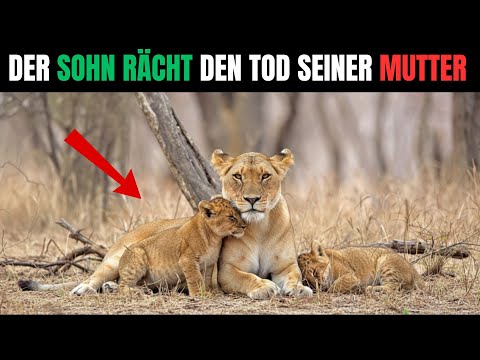 Löwen-JUNGES Sah seine MUTTER GEFRESSEN... 14 Monate Später Tat er das UNDENKBARE