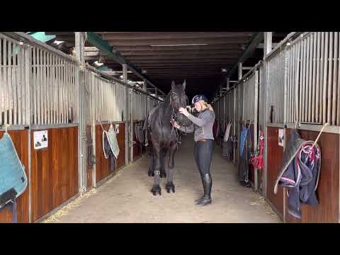 Stal Okkema's Sil - Norbert x Melle - Gelding - 2013 - 1.64m