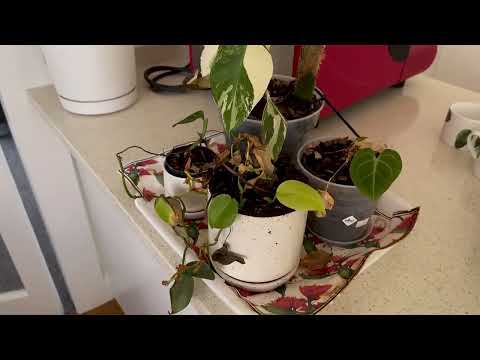 Guide To Better Living Episode 3 Louise Pagonis Backyard Tropical Garden