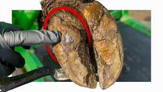An Embedded Stone On This Cows Hoof … and it was only the START of the PROBLEMS