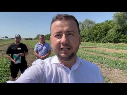 Follow The Crop_ Alexandru Staicu in ferma de legume a familiei Sabau, Puchenii Mari, Prahova