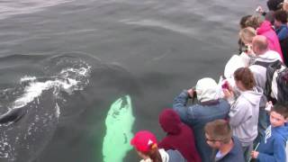 preview picture of video 'Whale Watching-Cape Ann Whale Watch Gloucester MA in HD'