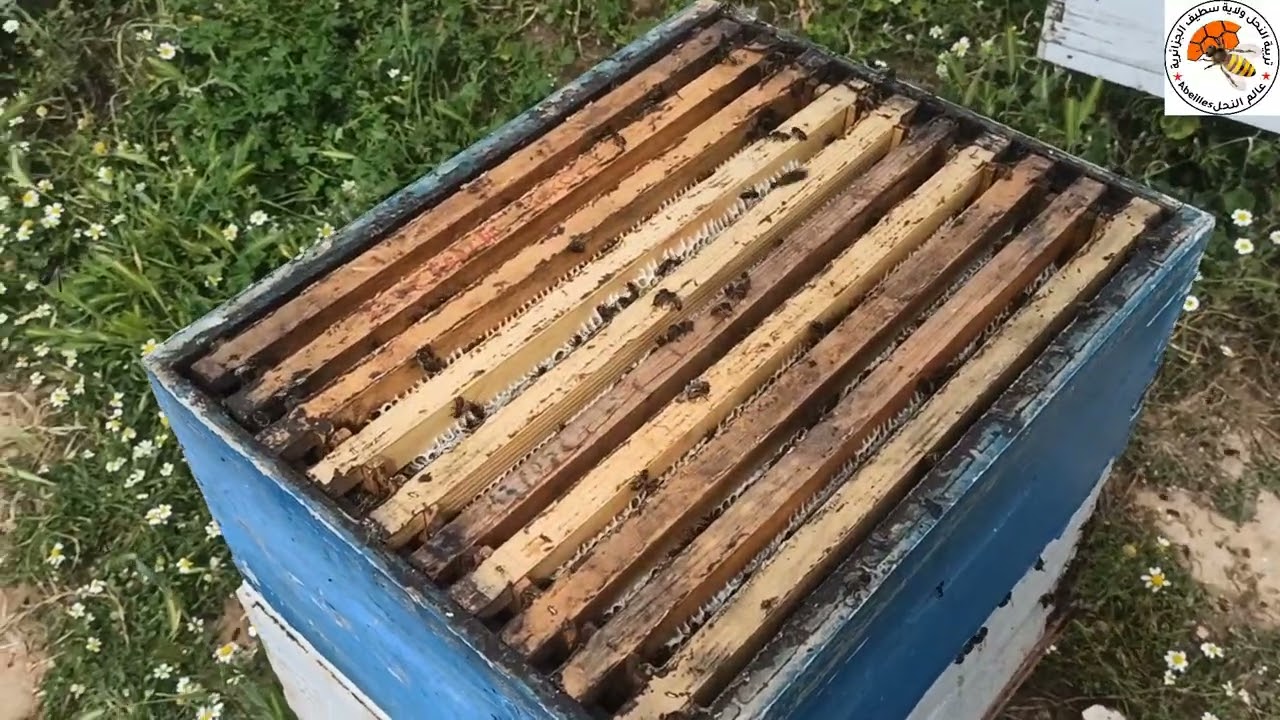 ضرورة الحاجز الملكي هذه السنة تابع لتستفيد