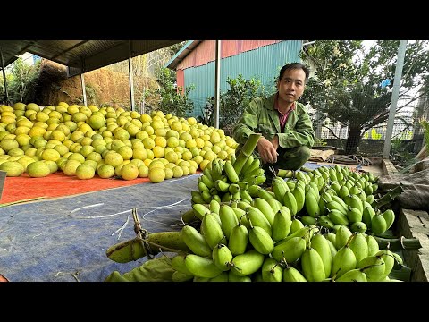 Harvest and preserve seeds, bring fresh bananas and turmeric down the mountain to sell
