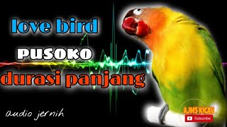 Download lagu Masteran love bird konslet pusoko durasi panjang - audio jernih mp3
