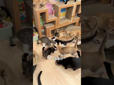 幼兒園放飯啦！ #尬電 #転運棧貓中途咖啡廳 #貓咪