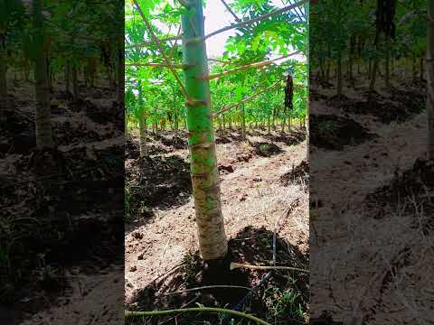 cultivo de papaya trinidad vieja orotina alajuela cista rica