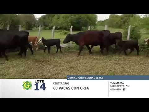 Lote 60 Vacas c/cria en Federal
