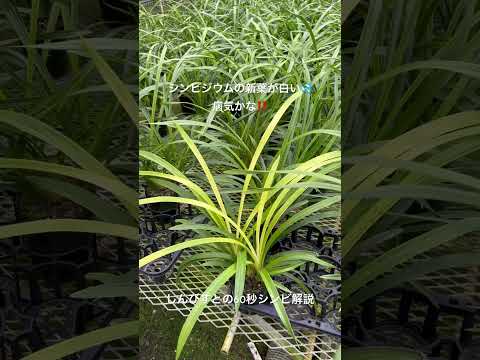 園芸 シダ葉クロウメモドキ、切り葉クロウメモドキ