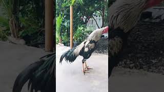 Download lagu kokok ayam bangkok jalak#ayamjago #rooster #kokokayam @Ayamjagokukuruyukaja mp3