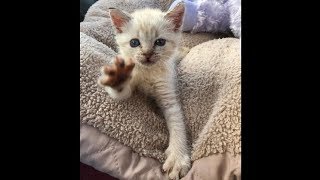 Счастливый случай помог котенку с парализованными лапками стать счастливым (2019)