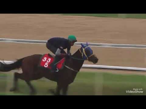 Race horse Galloping at busan Racecourse south korea