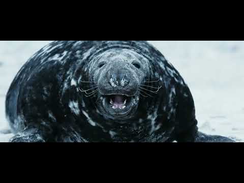 Silence of the Tides