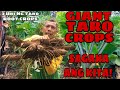 PAG AANI NG GABI | GIANT TARO ROOT CROPS FARMING |  TRES PLANTERS