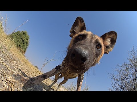 Roboter-Spionagewelpe geht in Deckung, als Löwe Wildhunde angreift!