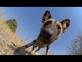 Un Cachorro Espía Robótico Se Pone A Cubierto Mientras Un León Ataca A Unos Perros Salvajes