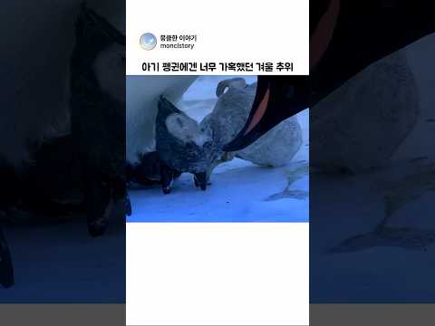 아기 펭귄에겐 너무 가혹했던 겨울 추위.. #뭉클 #감동