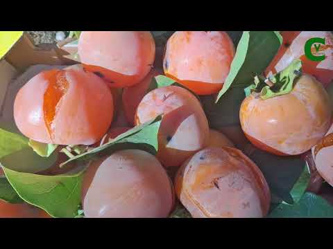 Il cachi: guida completa al Diospyros kaki (caco, caki, kachi, loto, loti, diospiro)