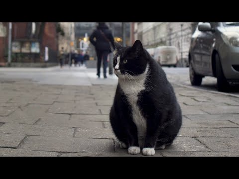 Cat Gacek - Szczecin, Kashubian