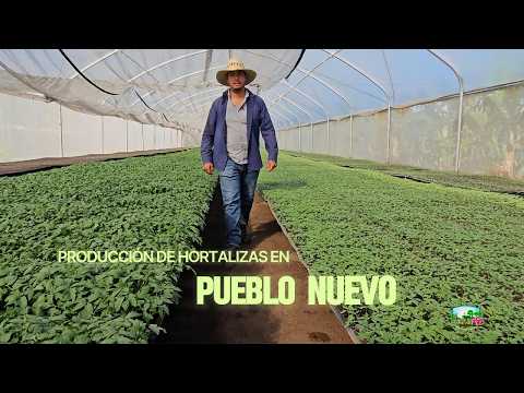 Producción de hortalizas en el municipio de Pueblo Nuevo, departamento de #Estelí #culturagrotv