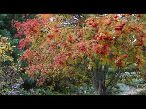 Government House Gardens Vol. 2