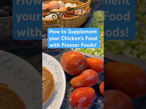 🐓🍅 How to Supplement your Chicken’s Food with Freezer Foods!! #chickens #chickenfood