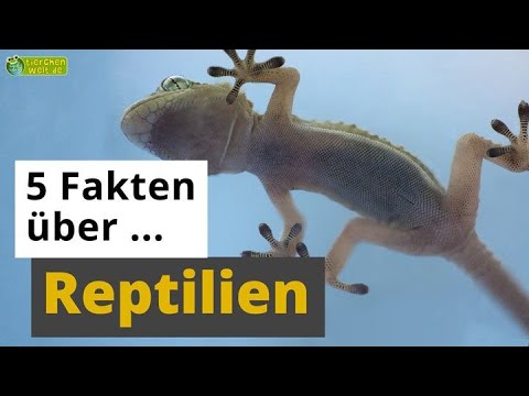 5 Fakten über Reptilien: Chamäleon, Gecko, Schlange & Co. - Tier-Doku für Kinder