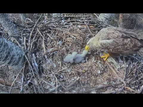 Bielik amerykański Węgry 2019