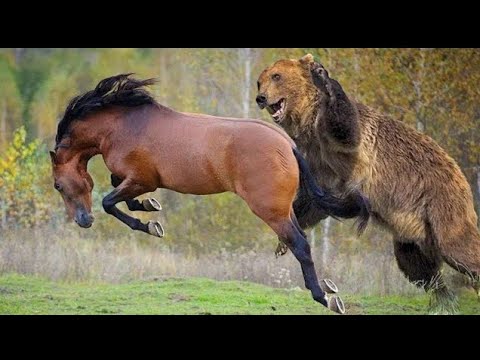 , title : 'Bear vs Horses | Grizzly Bear hunting Wild Horses'