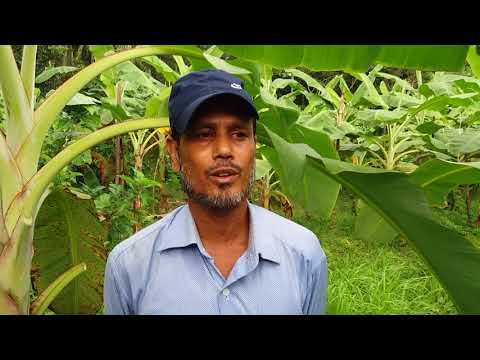 Success story of farmer Abu bokor, Bhandaria, Pirojpur