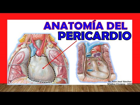 🥇 PERICARDIUM, Anatomy. Easy, Fast and Simple