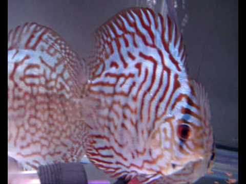 Discus fish update 21.07.10 - Feeding after a 20% WC + Pictures!