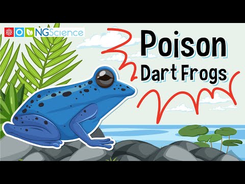 Poison Dart Frogs
