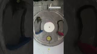 Download lagu Scientists found that bumblebees can solve puzzles and pass on the solution to other bees. mp3