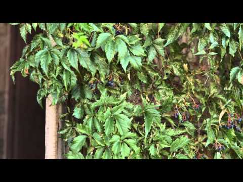 Jordan Miles - A Written Tragedy (Official Music Video)